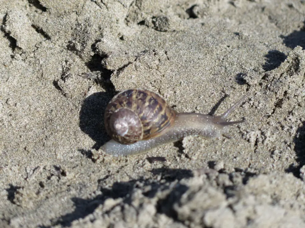 Snail. 