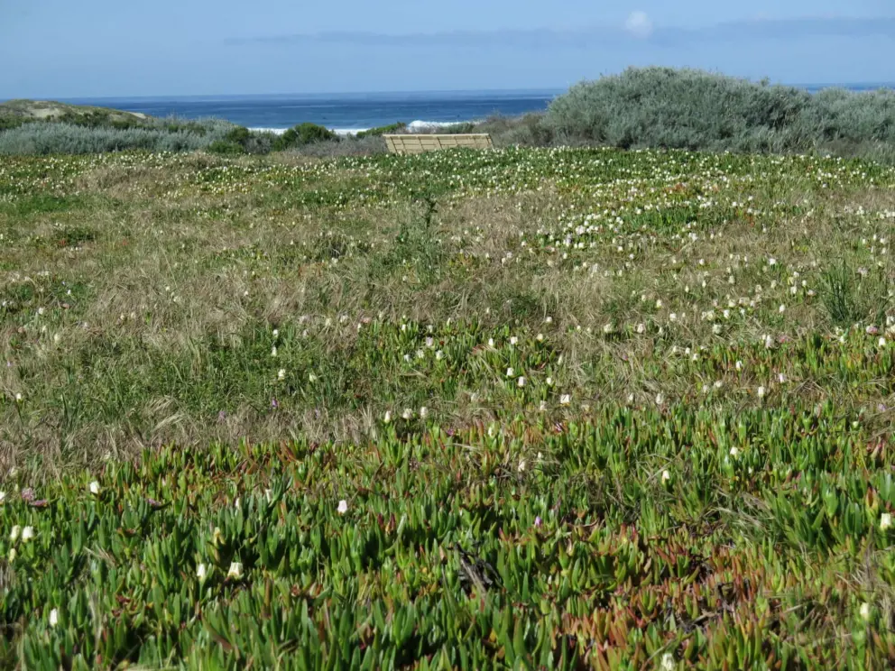Flowers galore, a bench, and the sea. 