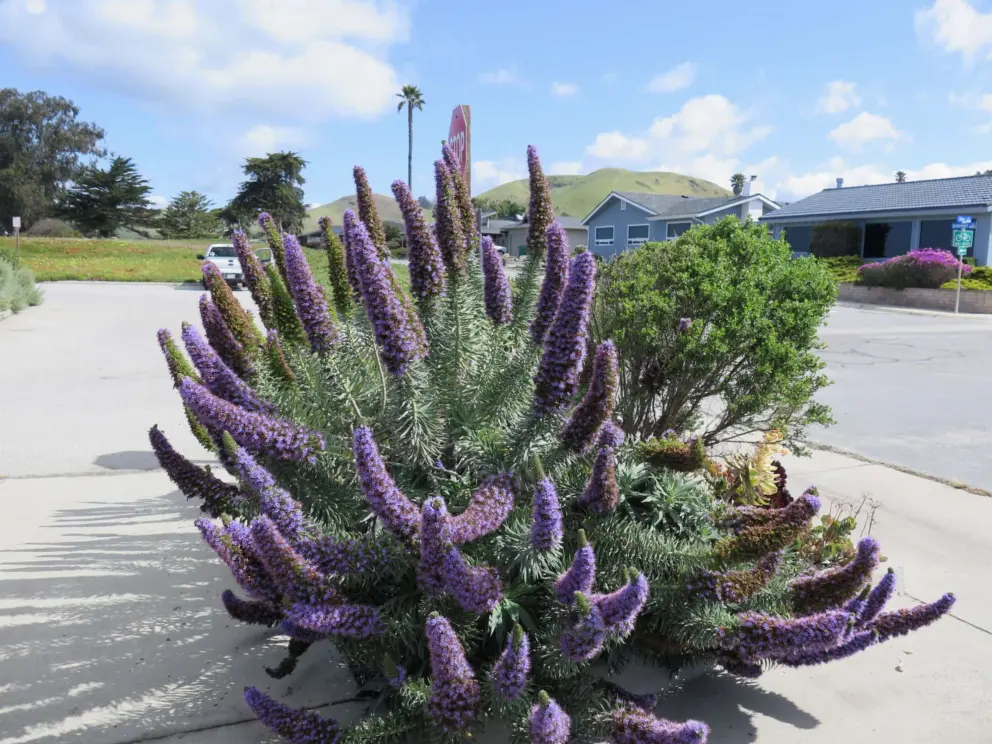 Purple flowers at the parking lot. 
