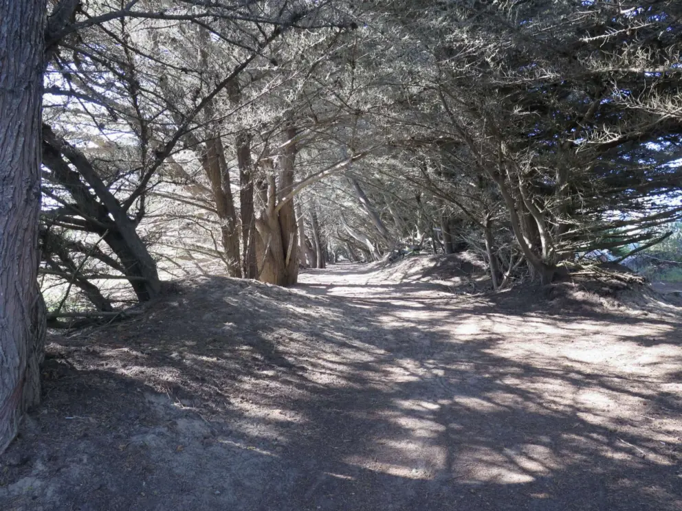 The cypress tree tunnel on the south end of the path. 