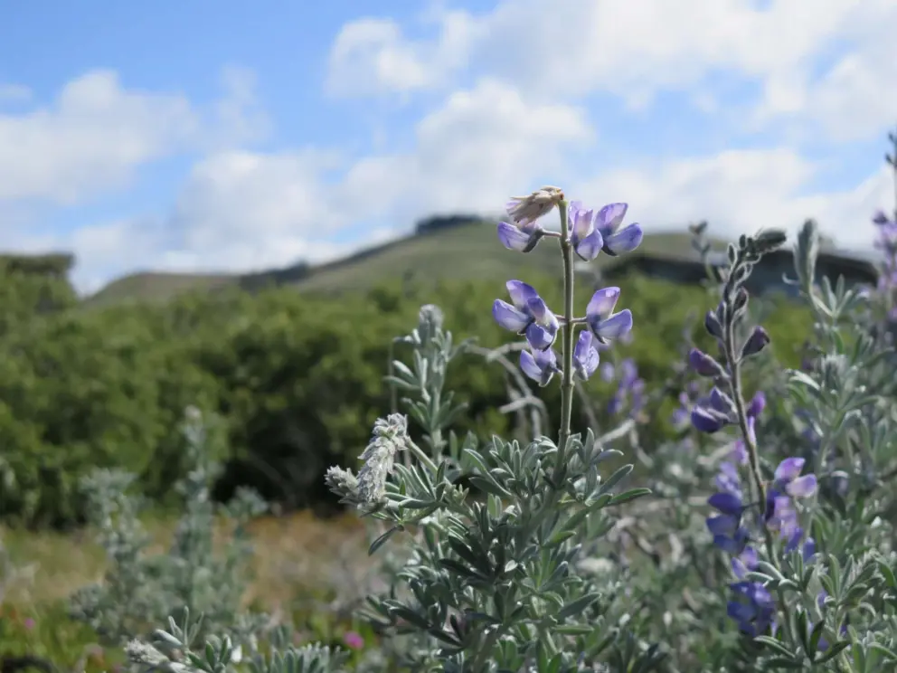 Dune bush lupine, with the blue sky behind. 