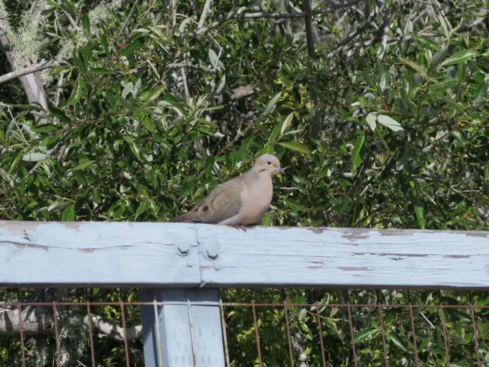 A mourning dove bird that sings a pretty song. 