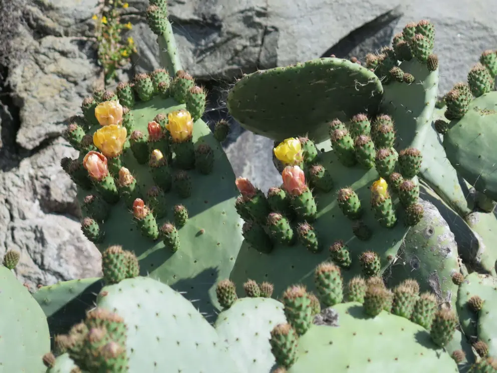 Cactus flowers at the base of the rock. 