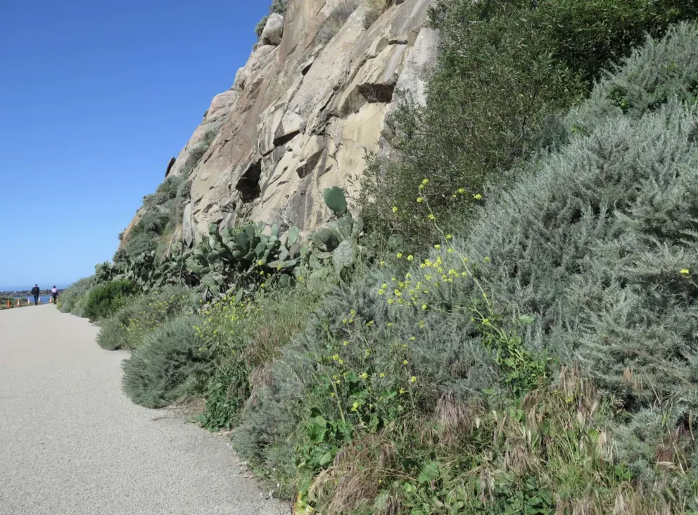 Silvery plants, yellow flowers, cactus, and gorgeous Morro Rock, on the sunny sheltered side of Morro Rock. 