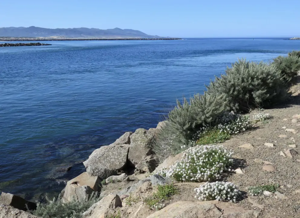 Little flowers along the inlet. 