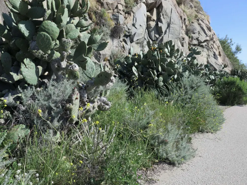 Cactus growing at the warm, sheltered side of Morro Rock! Come here when it's windy!