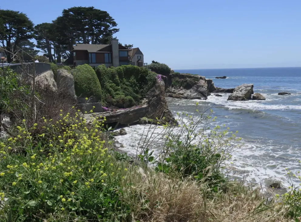 The Chapman Estate, cypress tress, and yellow flowers, as seen from the path. 