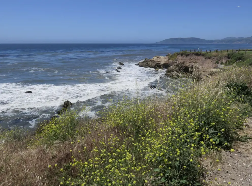 Yellow flowers and waves crashing on rocks. 