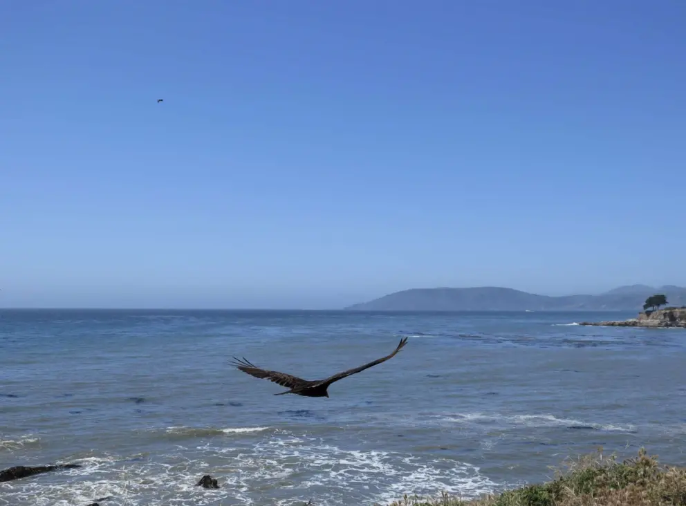 A bird catches the cold wind. 