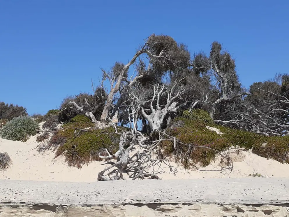 Trees on the dunes. 