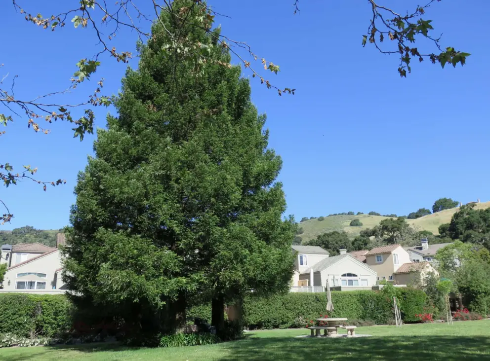 Townhouses and lawn, beside Woodstone Marketplace. 