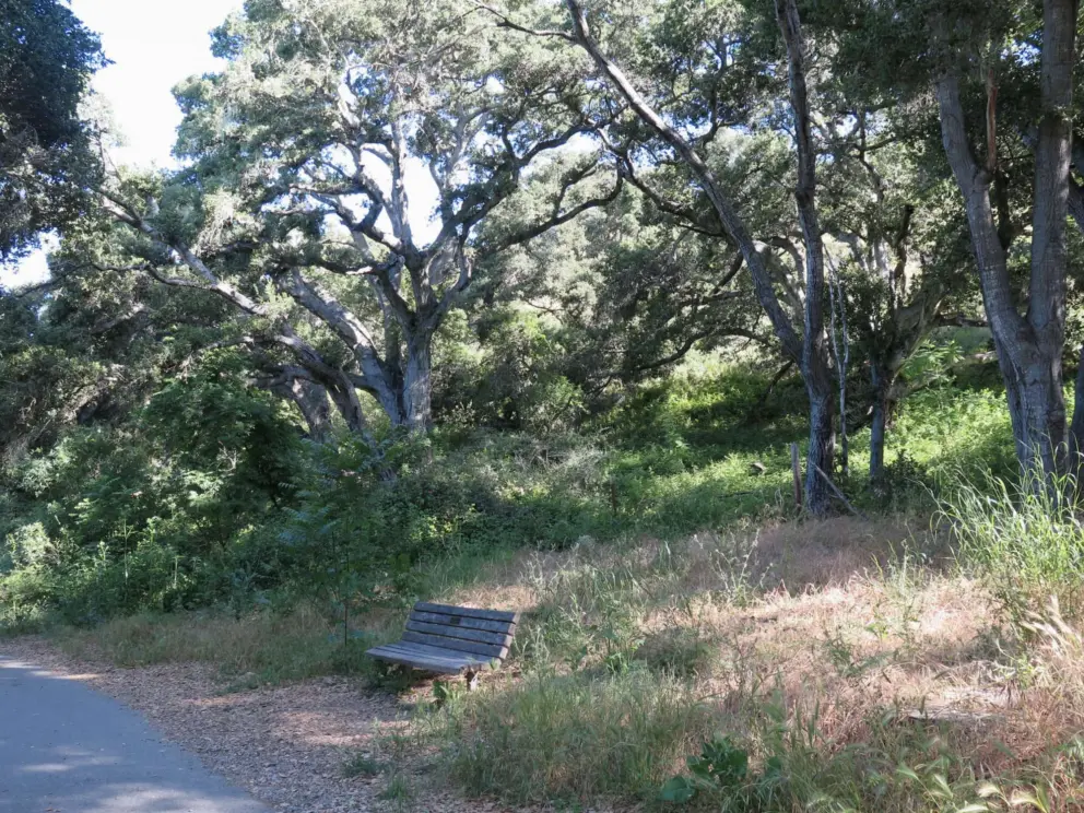 A bench and oak trees. 