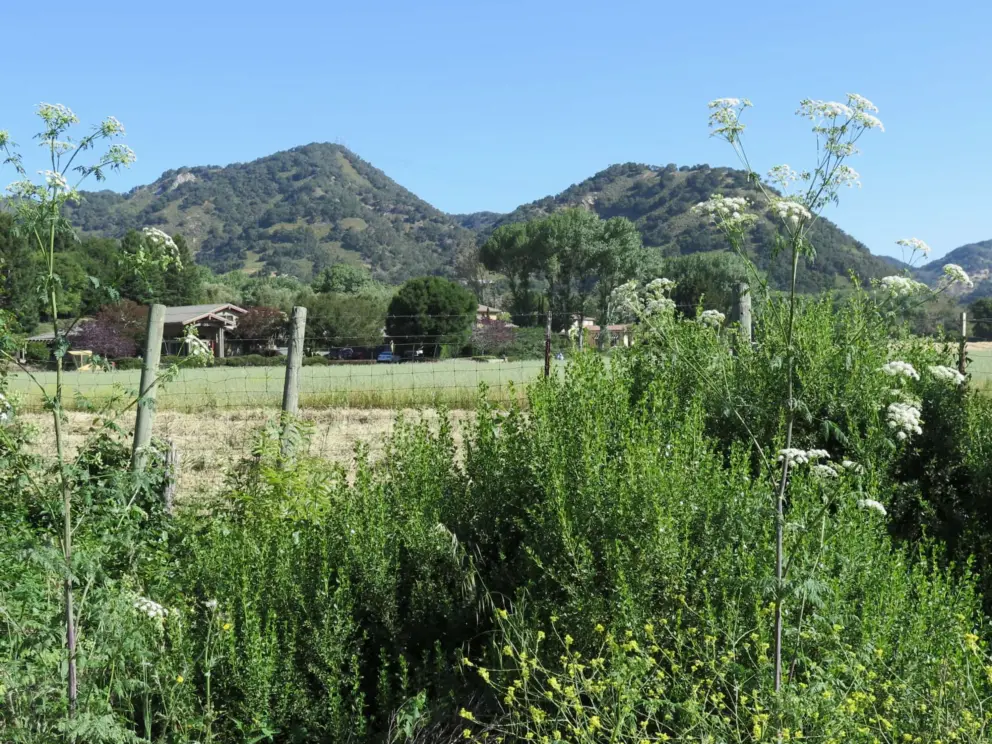 View of the hills dotted with bushes. 