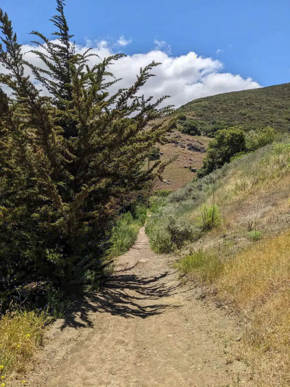 Sunny May day on Froom Creek Trail. 