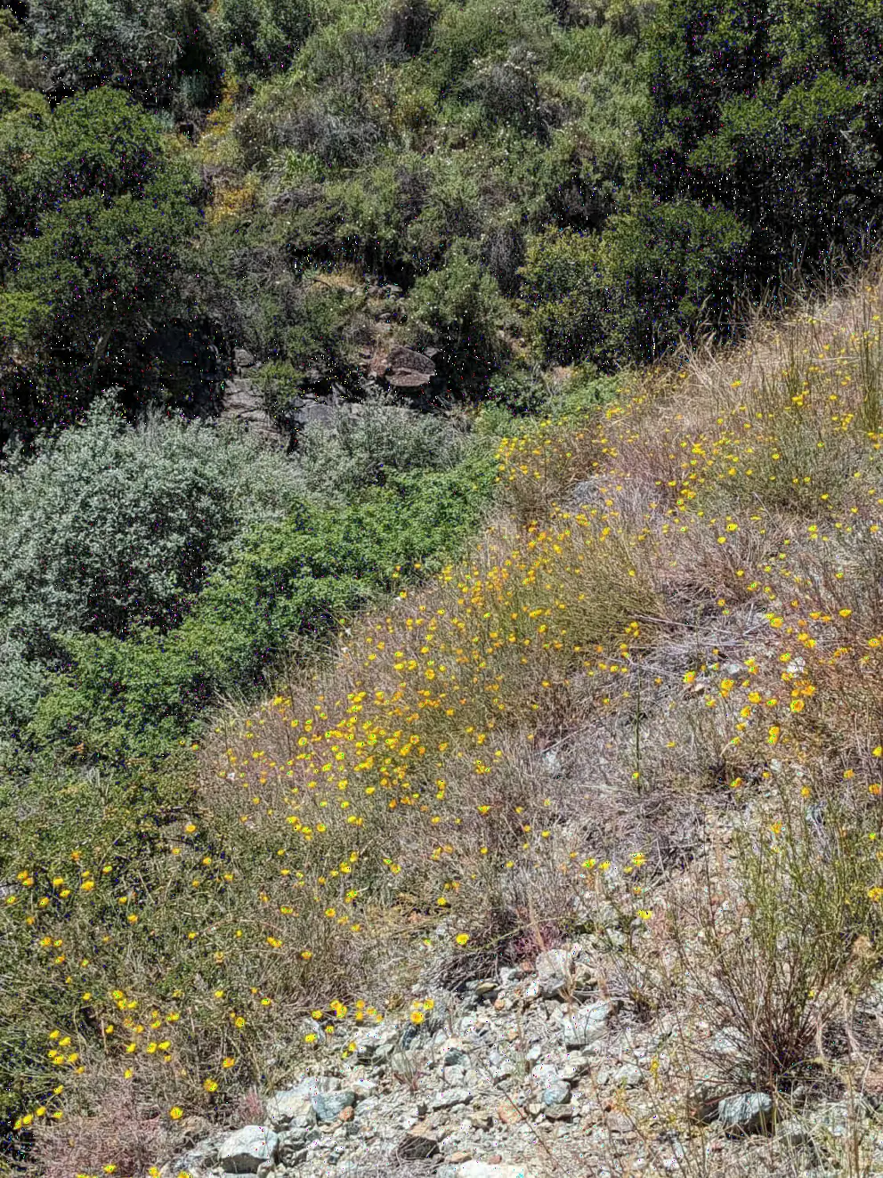 Flowers along the Froom Creek Trail. 