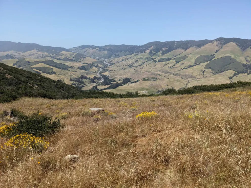 Flowers and mountain range. 