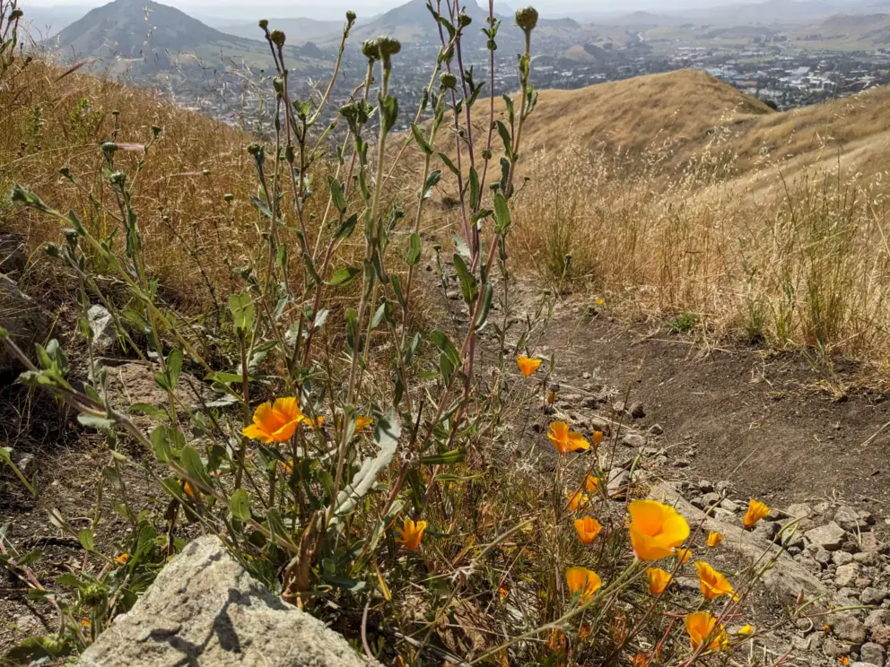 Poppies on the trail in May. 