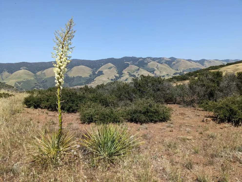 Yucca plant in bloom!
