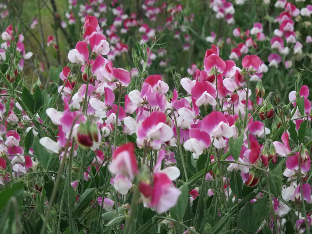 Sweet peas!