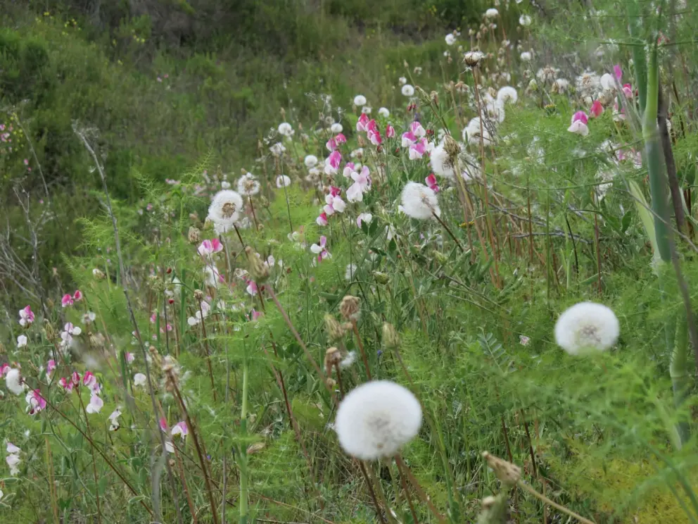 Dandelions and sweet peas!