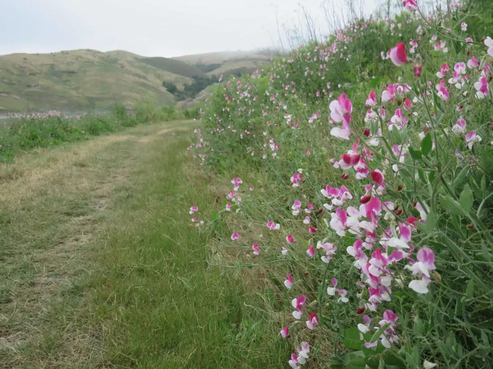 Sweet peas along the path. 