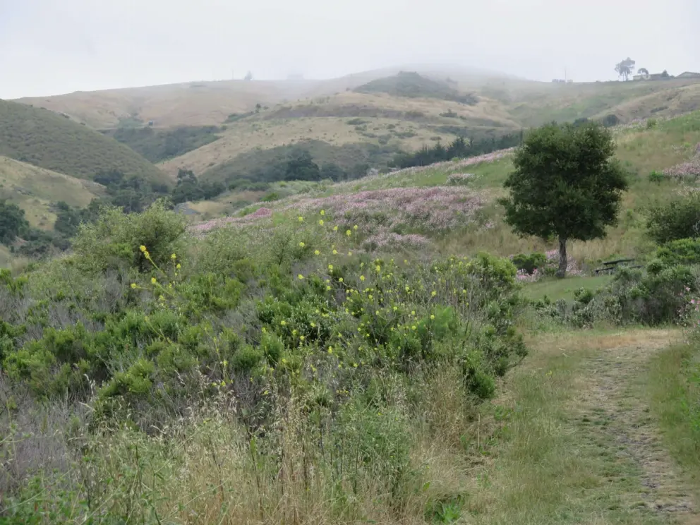 Misty mountains. 