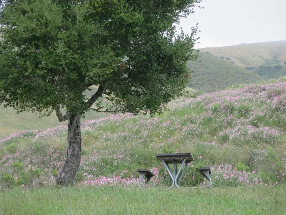 A picnic table with pink flowers everywhere!