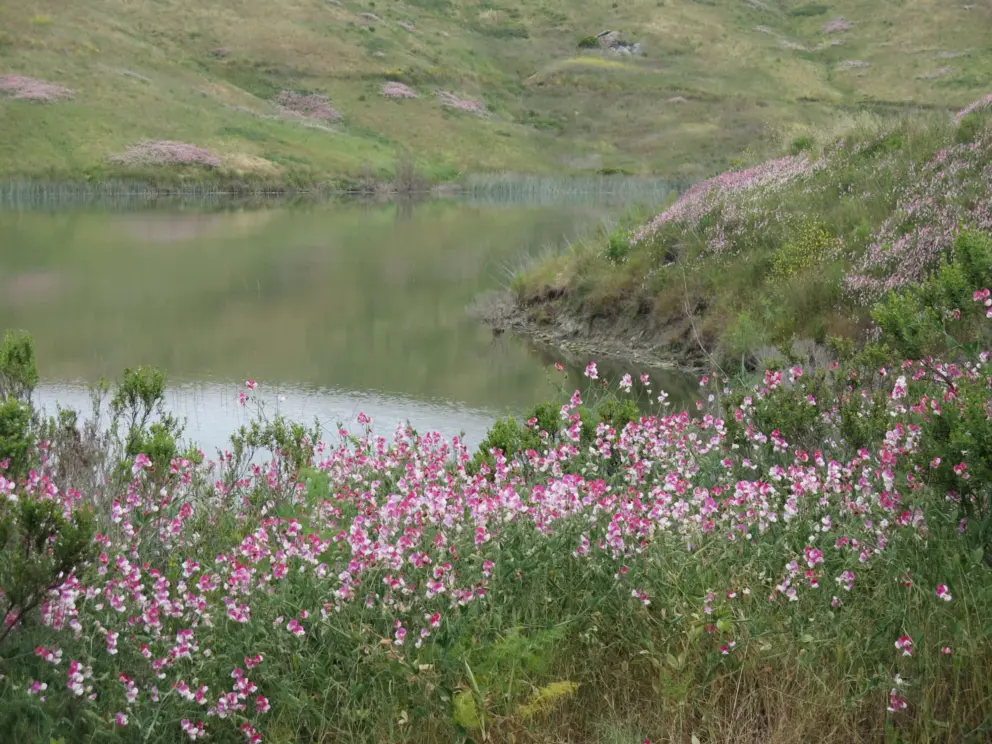 Pink flowers beside the green water. 