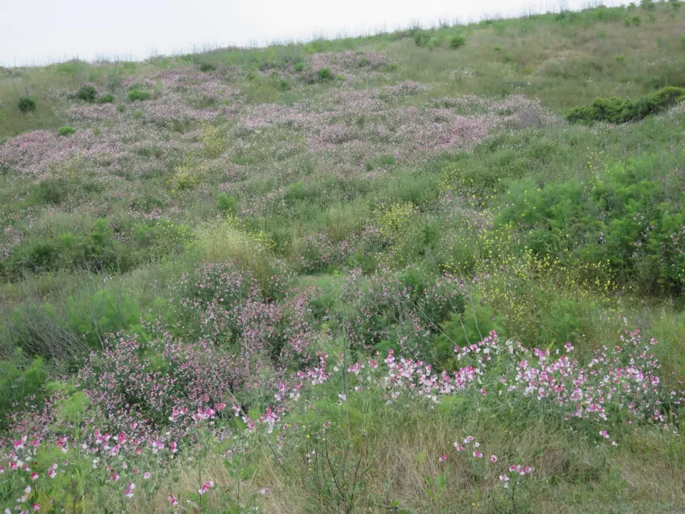 Pink flowers on the hillside!