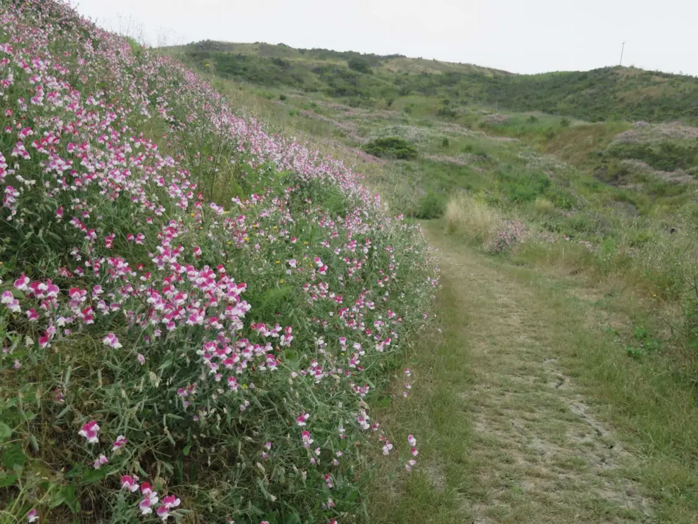 See the flowers covering the hillside!