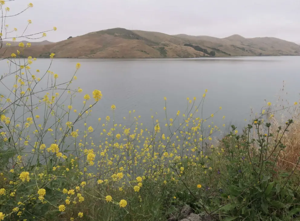 Yellow flowers and the lake. 