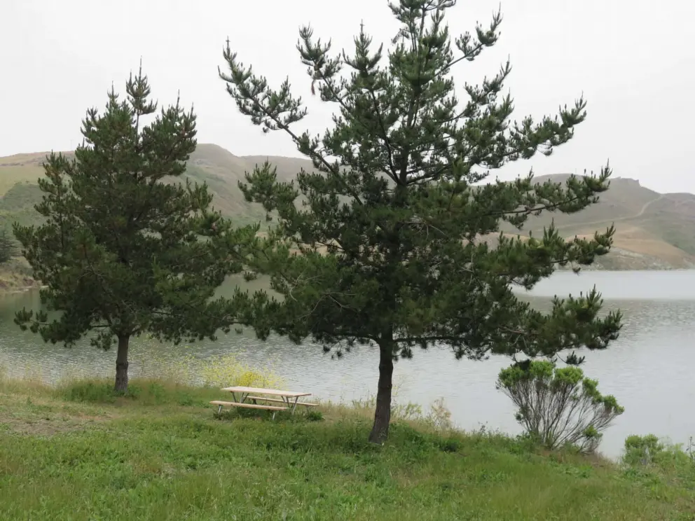 Trees and picnic table beside the lake. 