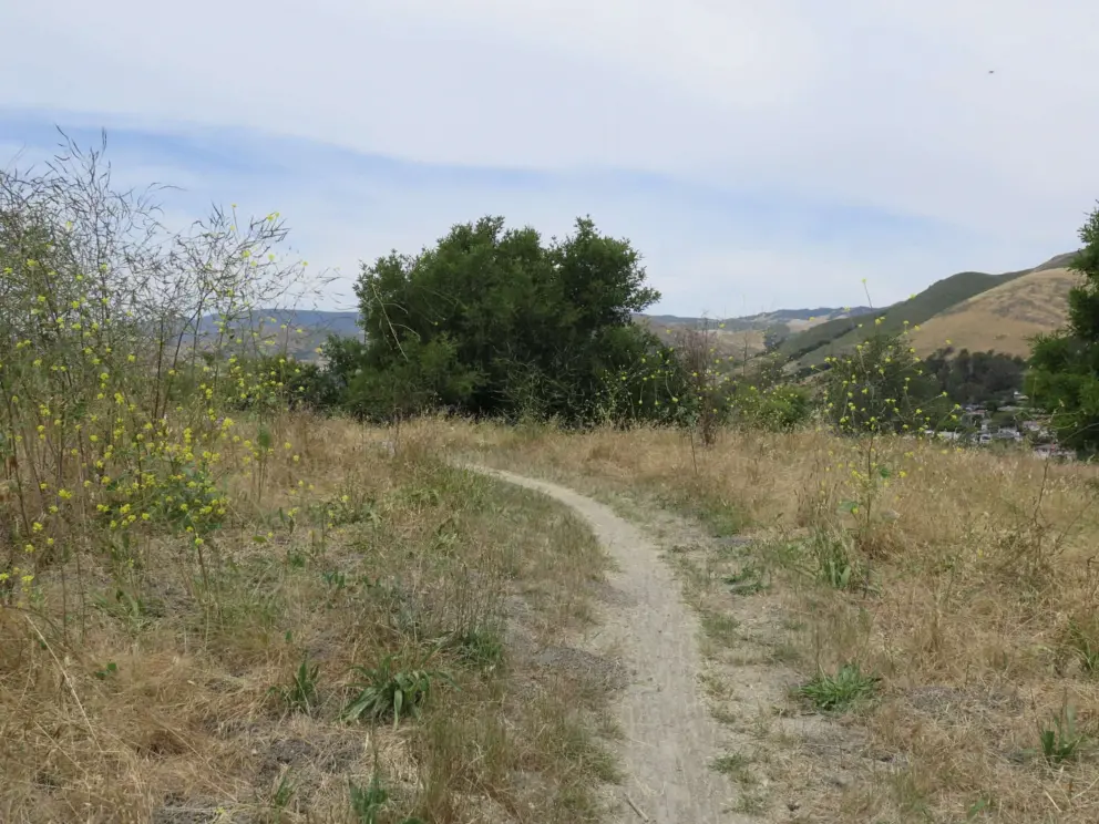 The narrow path, past yellow flowers. 