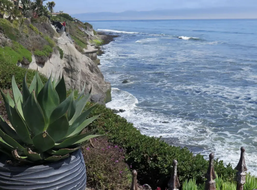 A potted plant over the sea. 