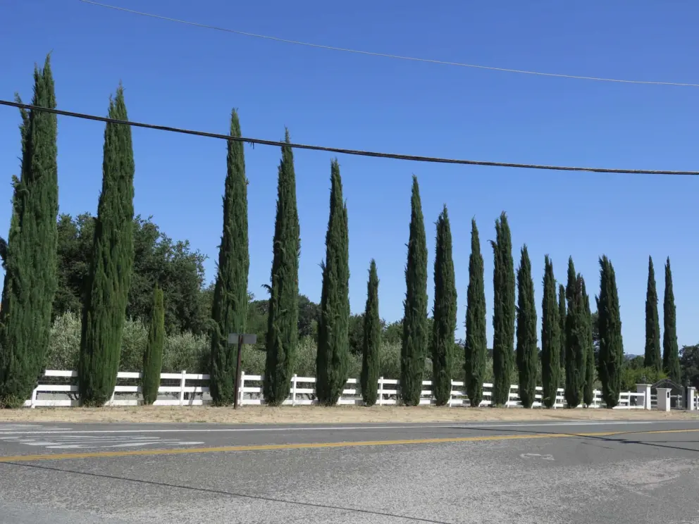 Italian cypress trees on a side street, along Highway 46. 
