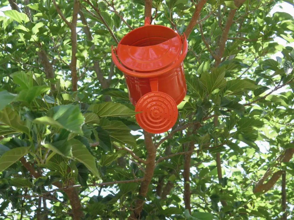 Orange watering can decorating a tree. 