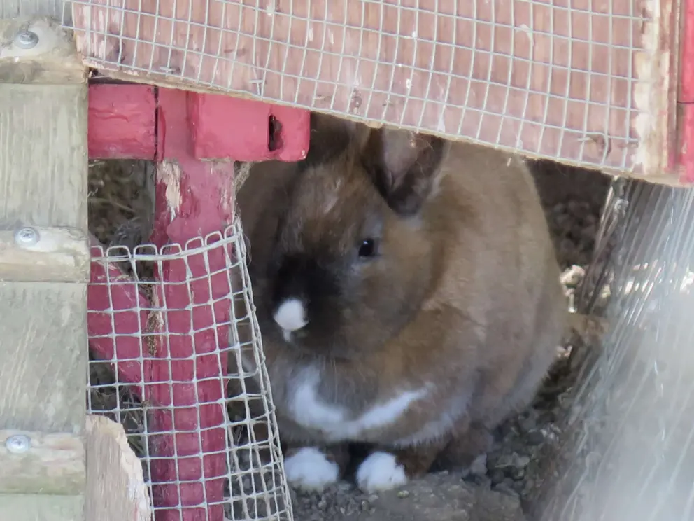 Rabbit!