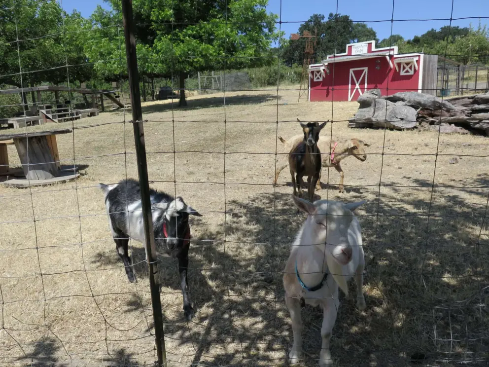 I like this white goat!