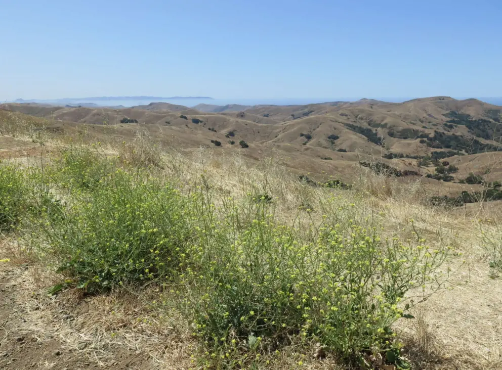 Yellow flowers beside the road. 
