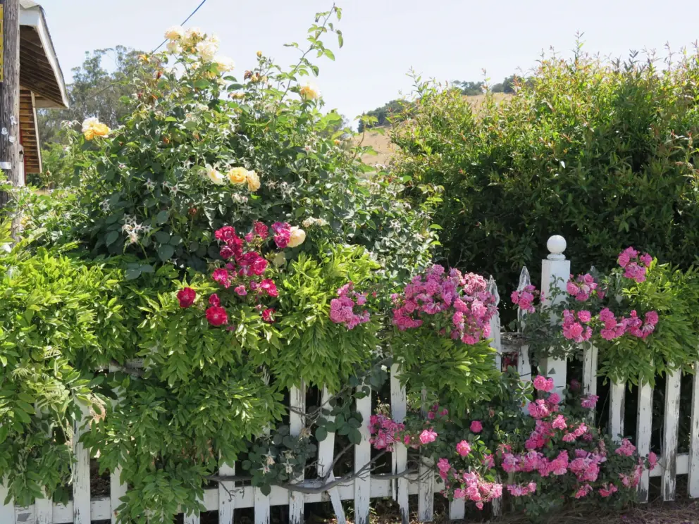 Roses and a white picket fence. Beautiful!