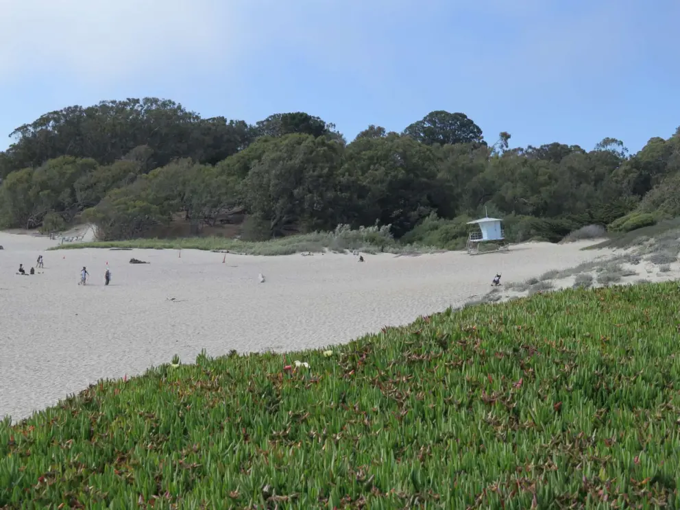 The dunes, backed by trees. 