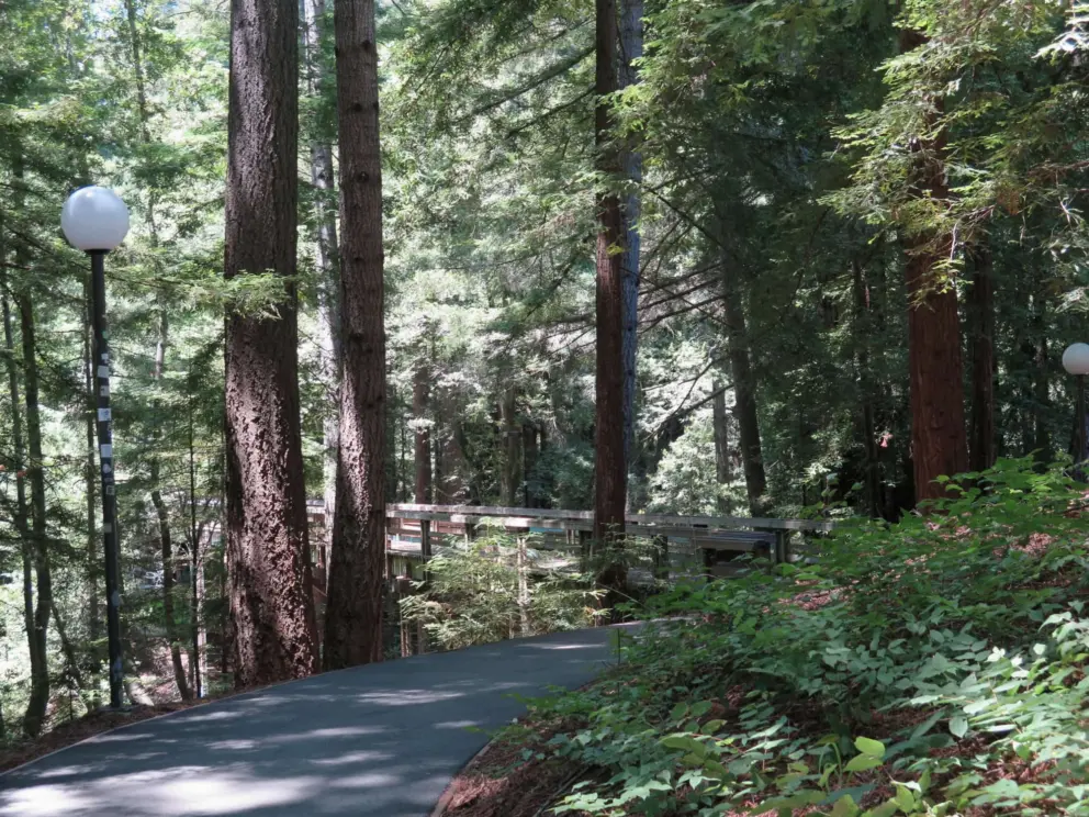 Lanterns in the forest. It must be scary at night! 