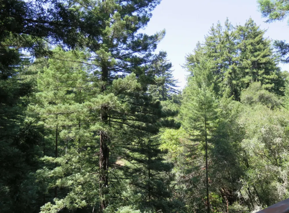 The lush forest is inspiring. 