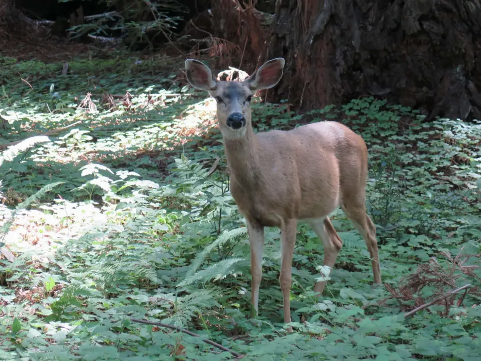 A deer looks at us. 