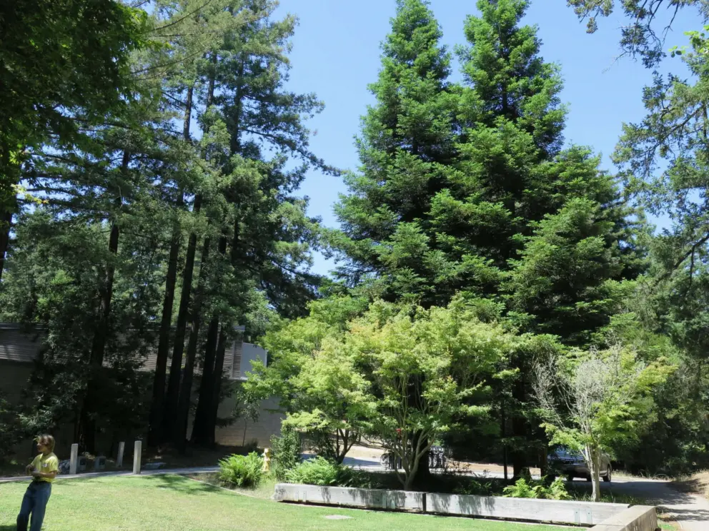 A sunny spot to sit in a clearing between classes. 