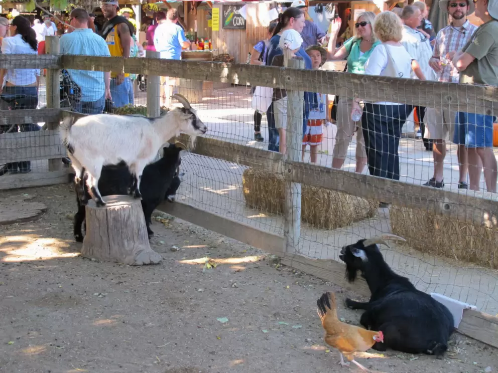 Goats greet you at the entrance.