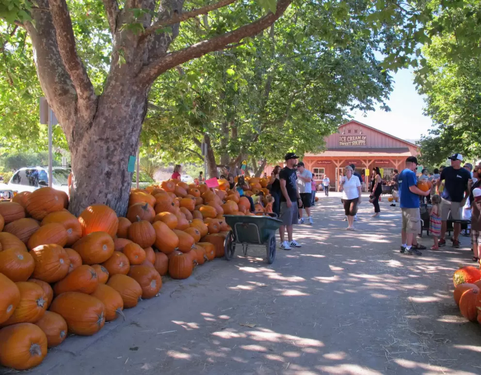Pumpkins galore!