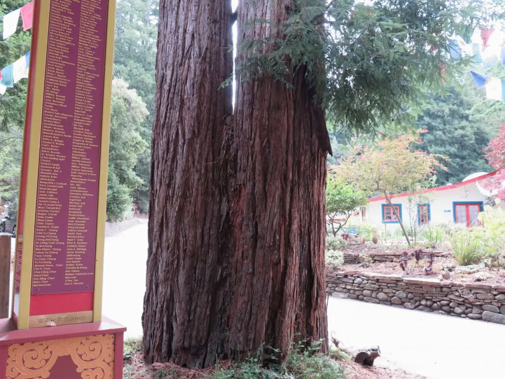 Double redwood tree beside the first prayer wheel.