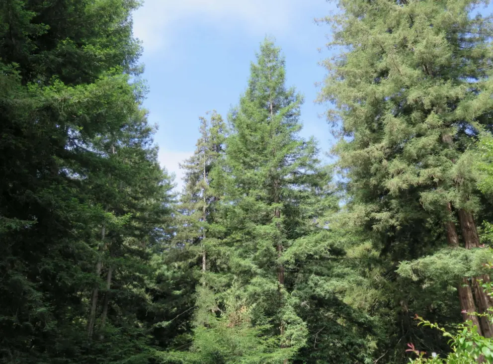 Forest views from the balcony behind the meditation hall. 