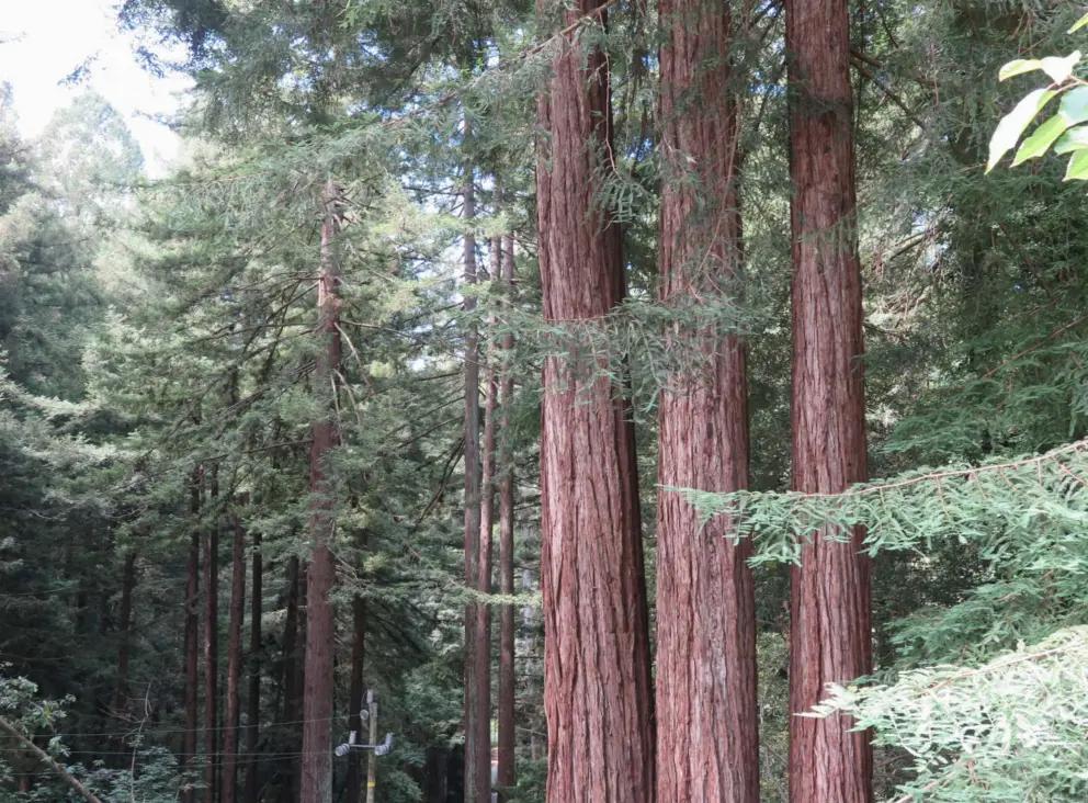 Redwood trees, by the balcony at the meditation hall. 